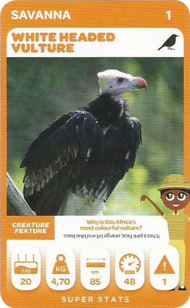 White Headed Vulture card #1 - Pick n Pay South African Super Animals