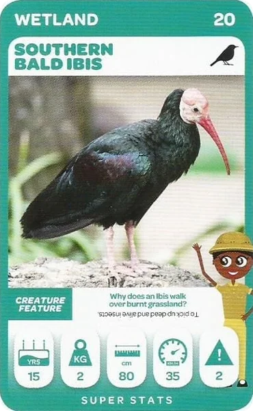 Southern Bald Ibis card #20 - Pick n Pay South African Super Animals