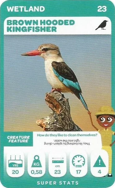 Brown Hooded Kingfisher card #23 - Pick n Pay South African Super Animals