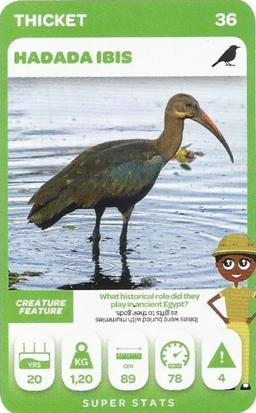 Hadada Ibis card #36 - Pick n Pay South African Super Animals
