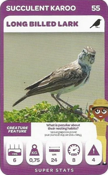 Long Billed Lark card #55 - Pick n Pay South African Super Animals
