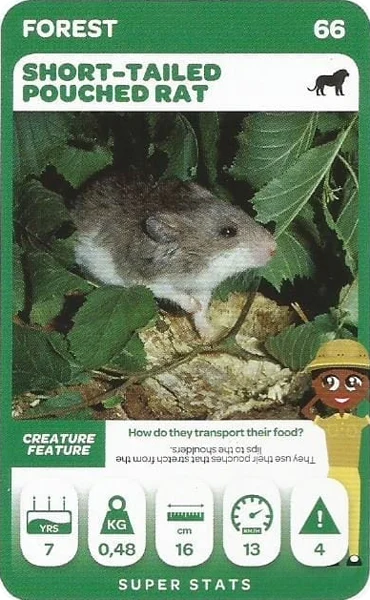 Short-Tailed Pouched Rat card #66 - Pick n Pay South African Super Animals