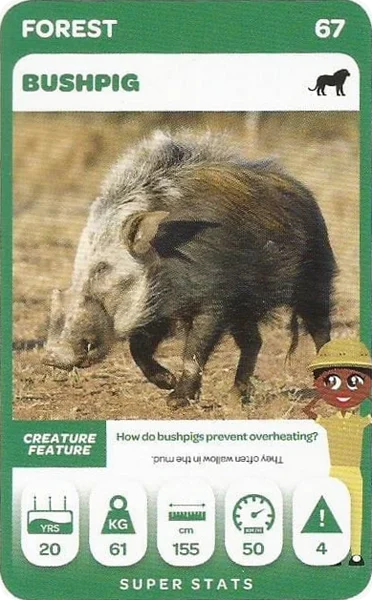 Bushpig card #67 - Pick n Pay South African Super Animals