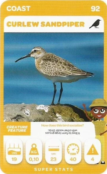 Curlew Sandpiper card #92 - Pick n Pay South African Super Animals